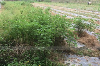 Team thăm mô hình mẫu trồng thuốc gia đình anh Sơn - Vĩnh Phúc (26.07.2020)