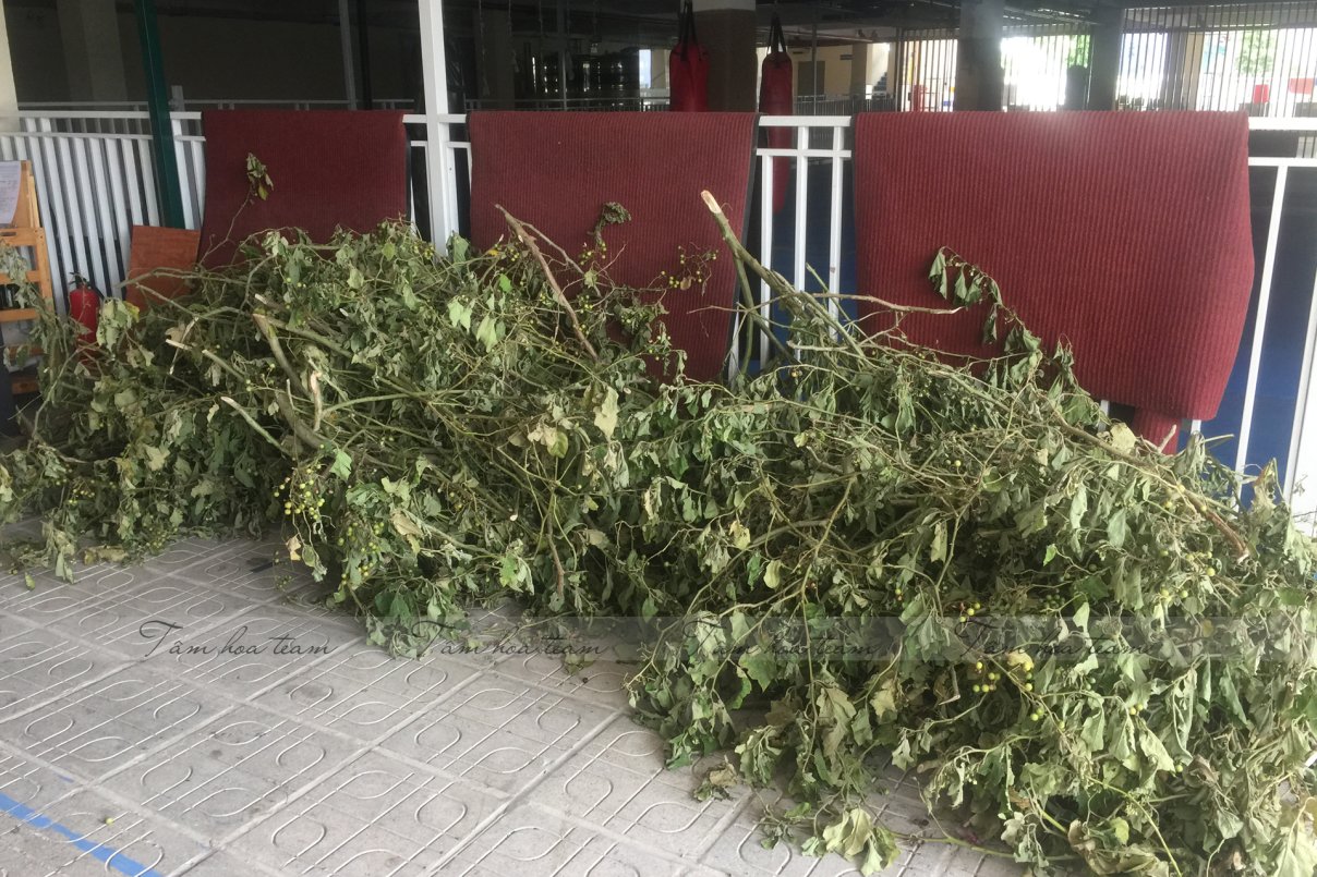 Hái cây thuốc Nam tại Khu ĐT An Khánh - Hà Nội (09.08.2020)