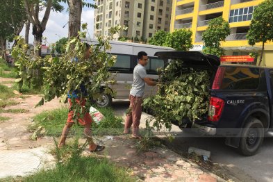 Hái cây thuốc Nam tại Khu ĐT An Khánh - Hà Nội (09.08.2020)