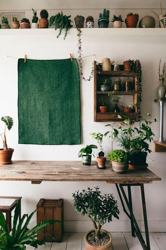 trang-tri-cay-xanh-trong-nha-4