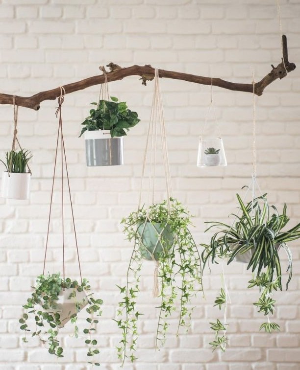 trang-tri-cay-xanh-trong-nha-2