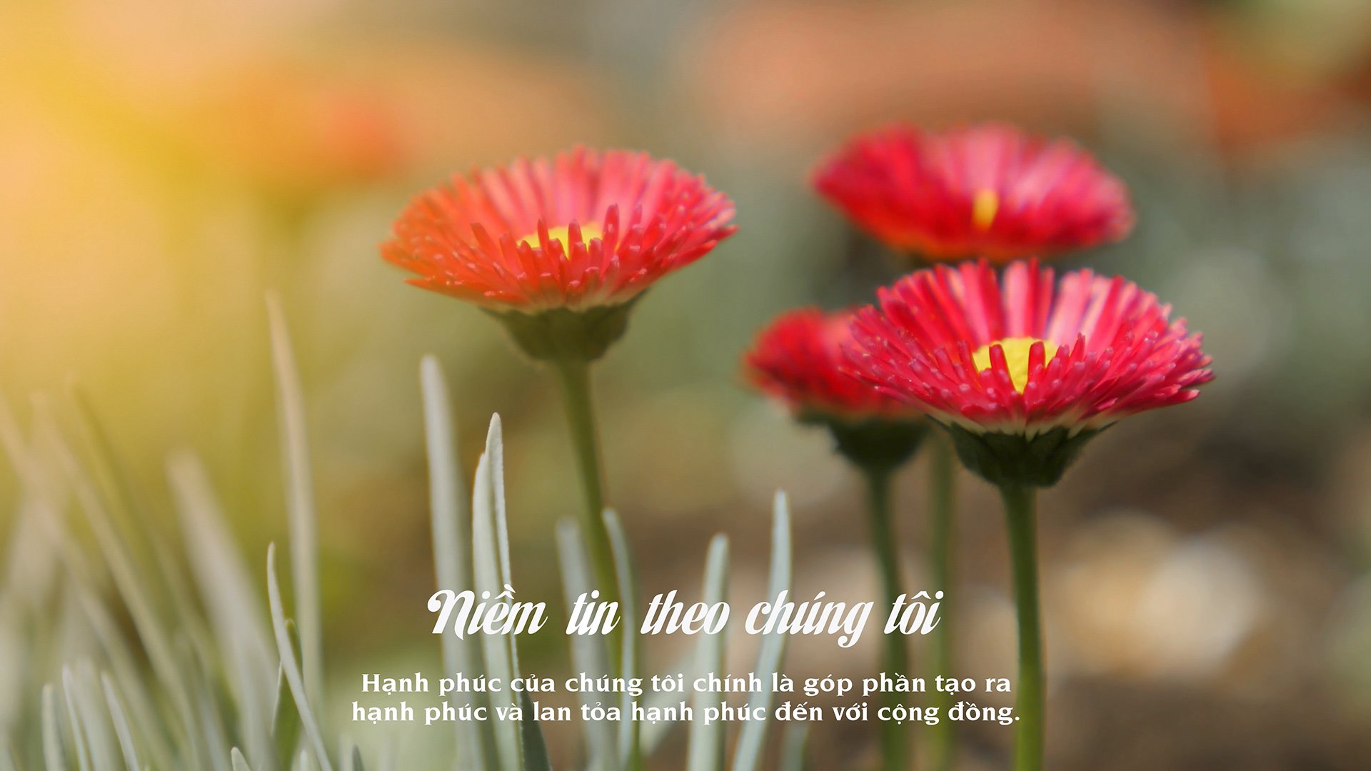 Về Belis Việt Nam